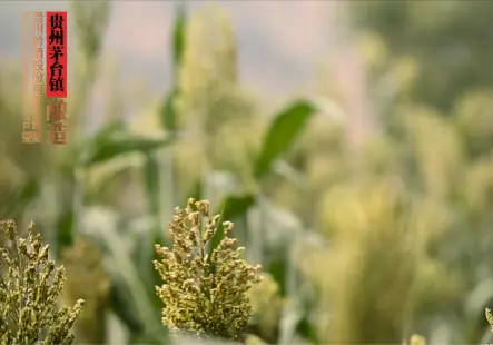 为什么是“茅台镇上的酒”?